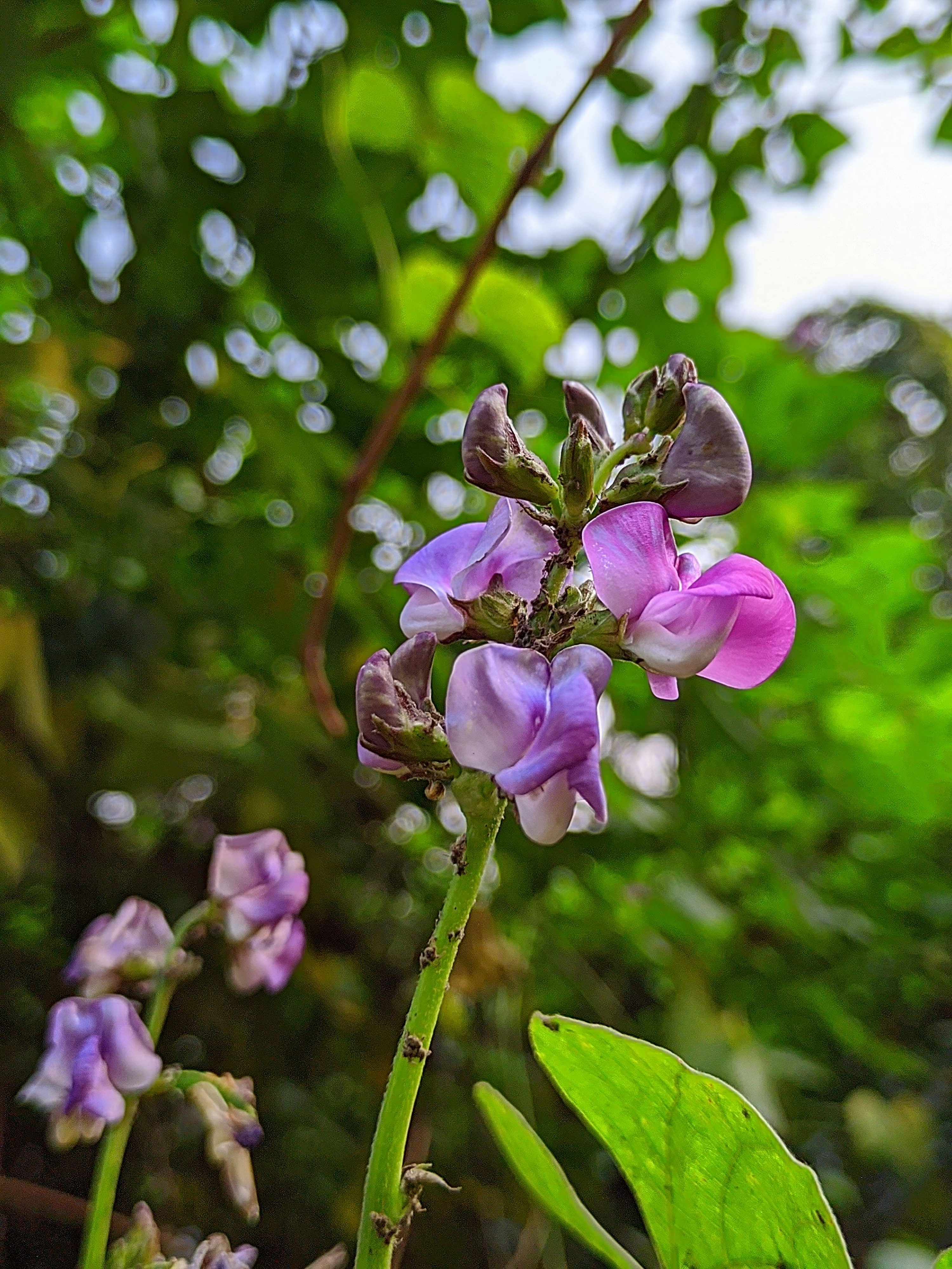 Photo by alimransclick
