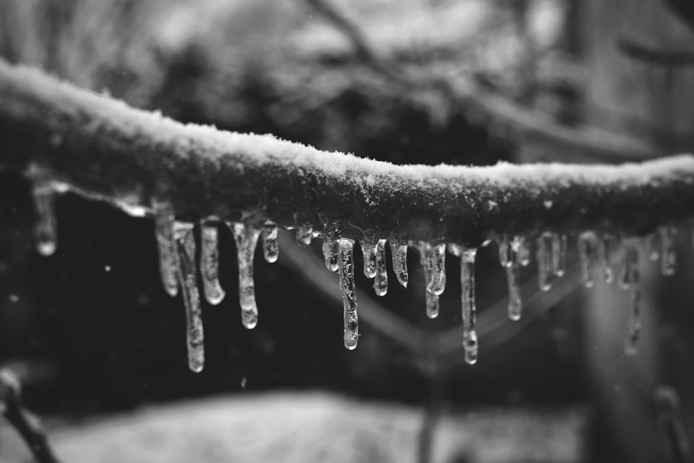 a black and white photo of icicles on a branch