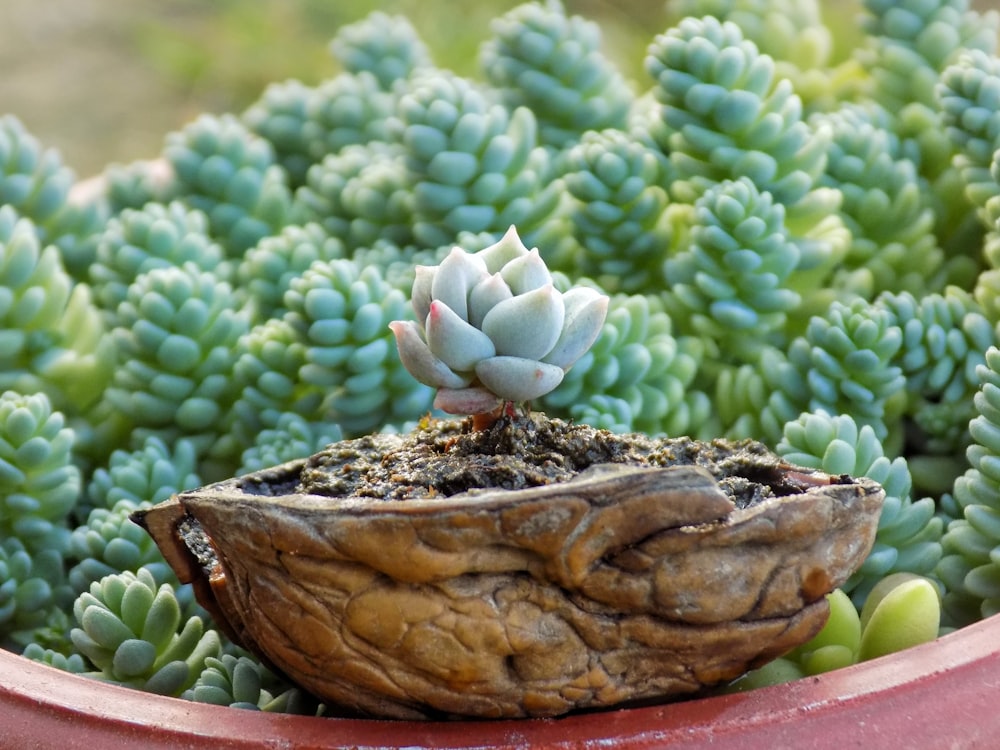 a succulent plant in a red pot