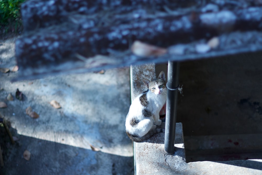 a cat that is laying down on the ground