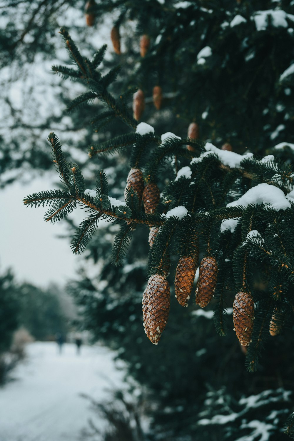 pine cones are hanging from a tree in the snow