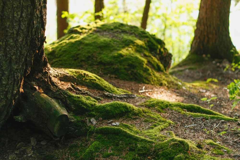 a moss covered tree stump in a forest