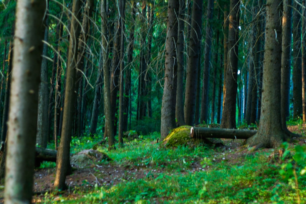 a forest filled with lots of tall trees