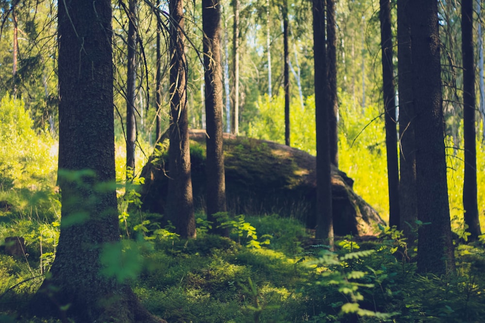 a large rock in the middle of a forest