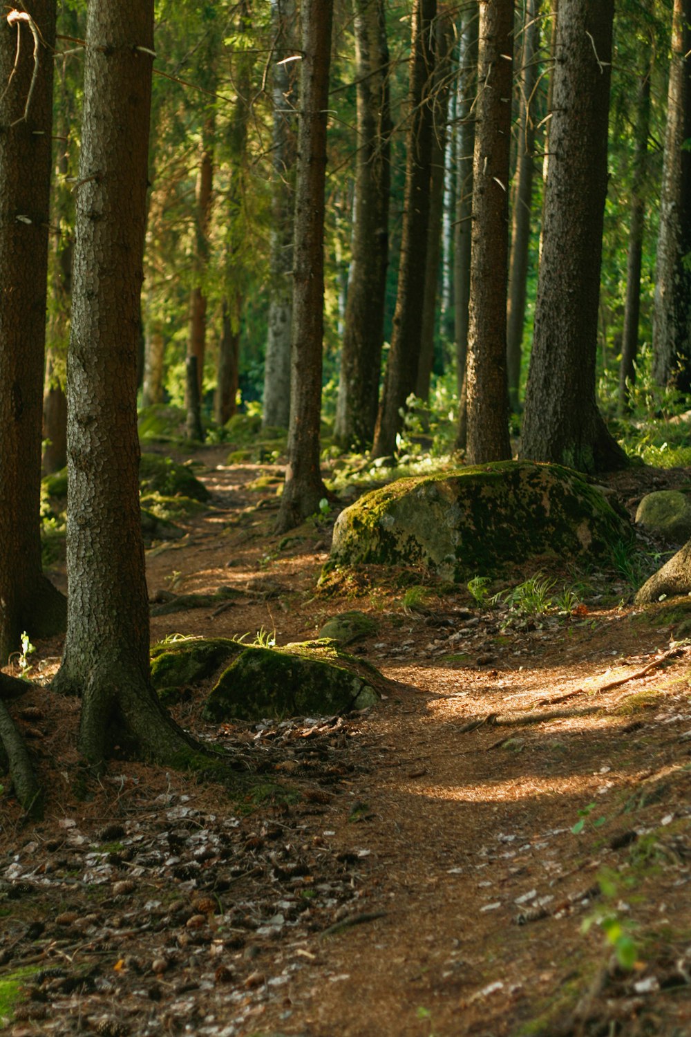 Un camino en el bosque con árboles y rocas