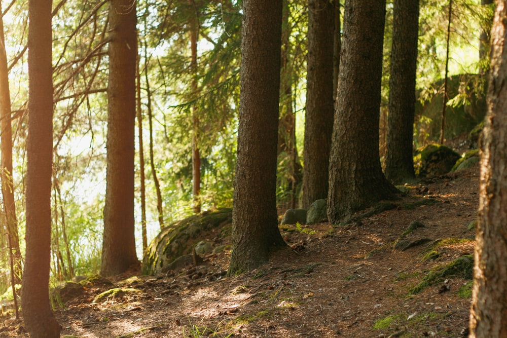 a person riding a bike on a trail in the woods