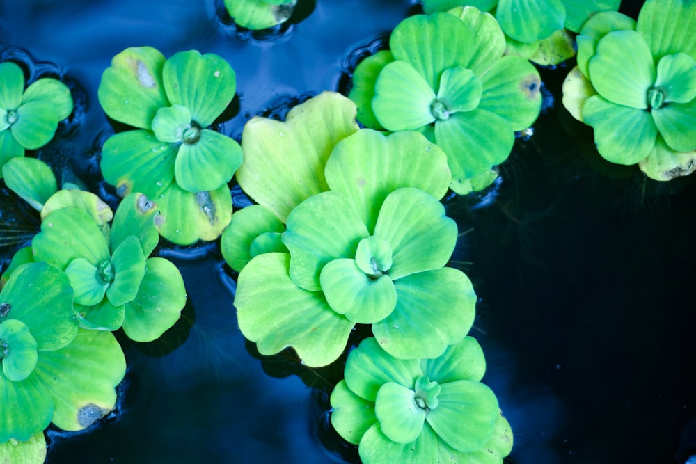 a group of green flowers floating on top of water