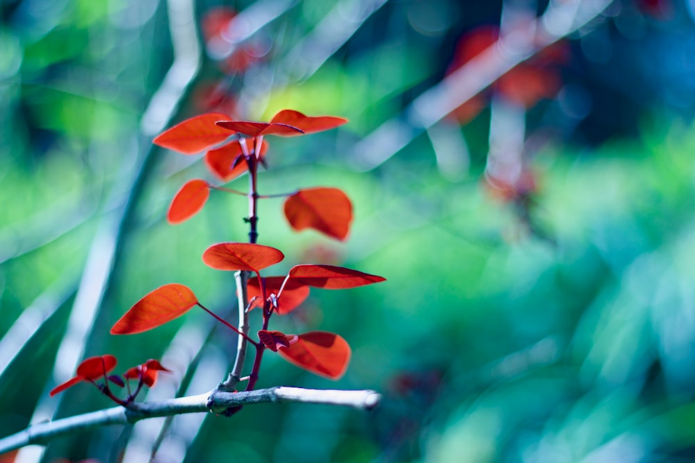 a small branch with red leaves on it