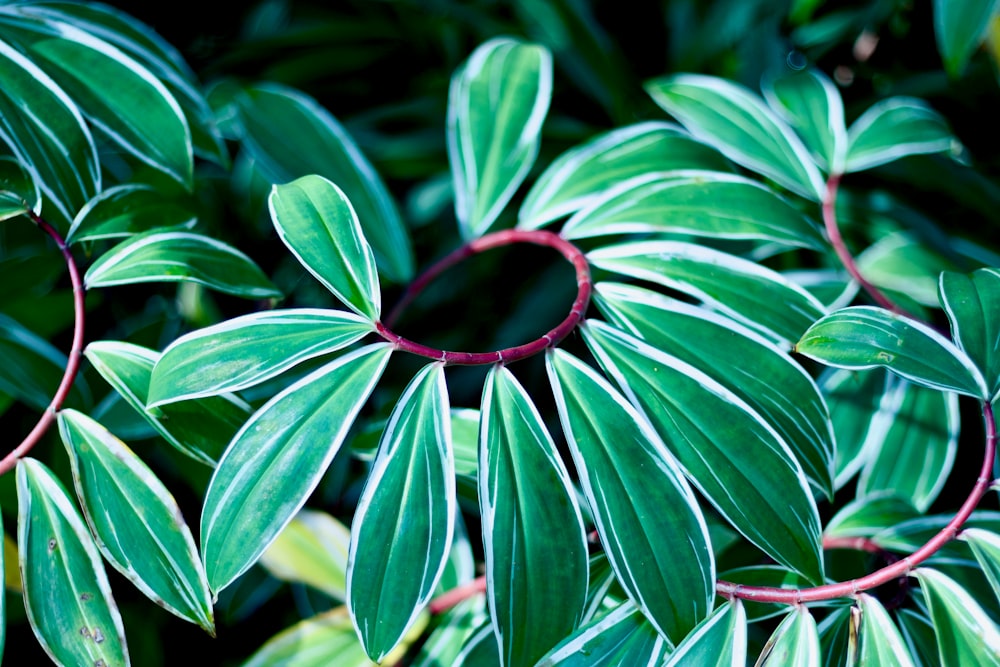 a close up of a plant with green leaves