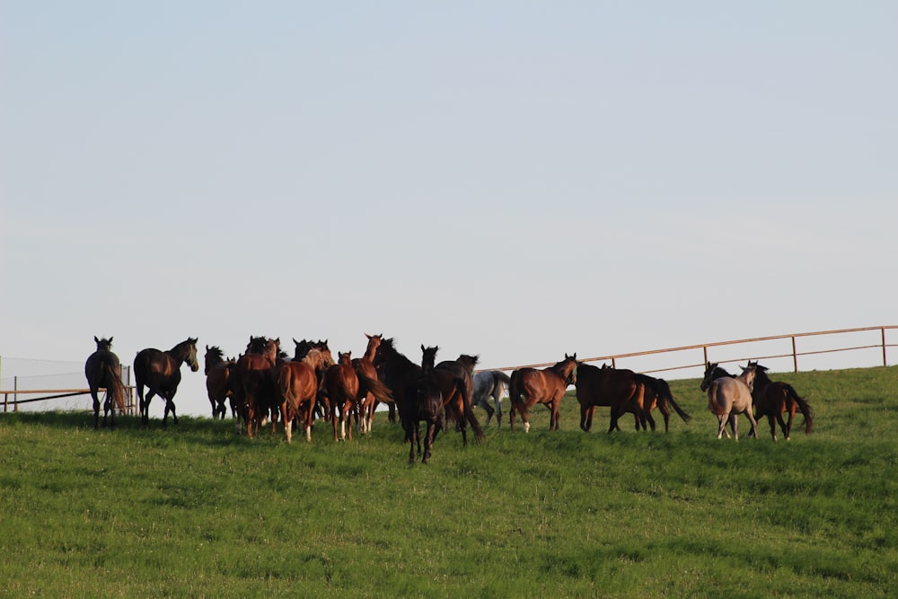 a herd of horses standing on top of a lush green field