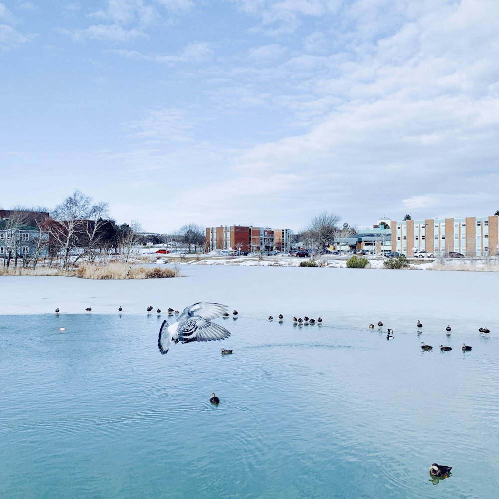 a flock of ducks floating on top of a lake