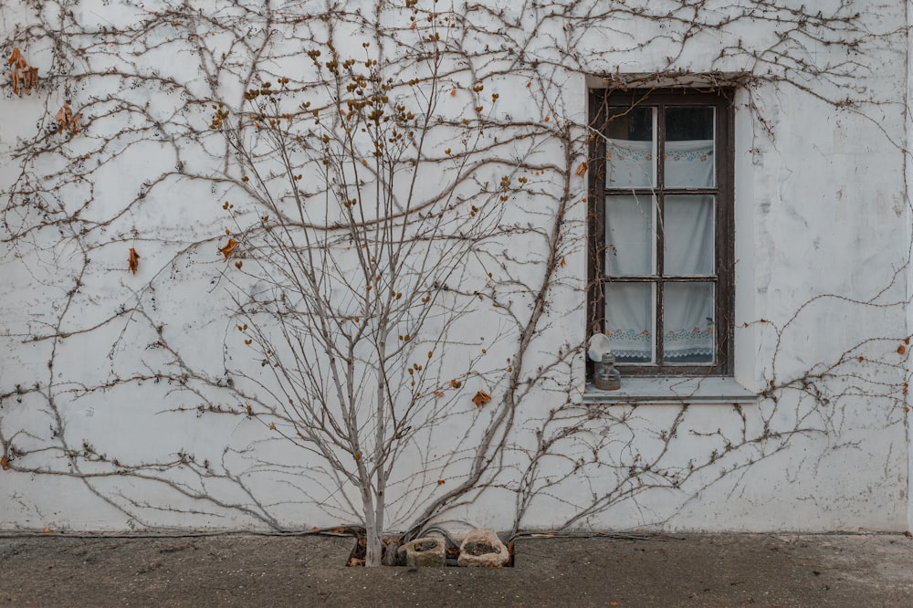 a tree that is next to a building