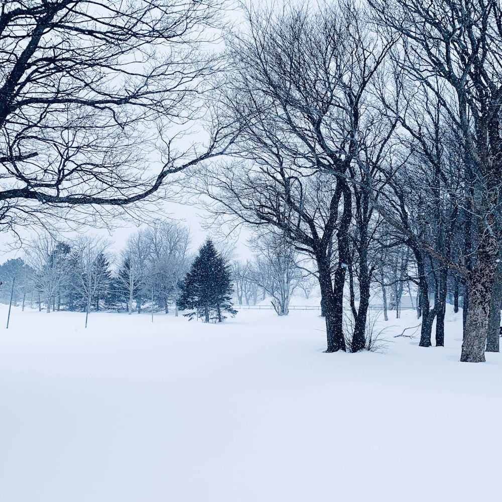 a snow covered field with trees and a bench