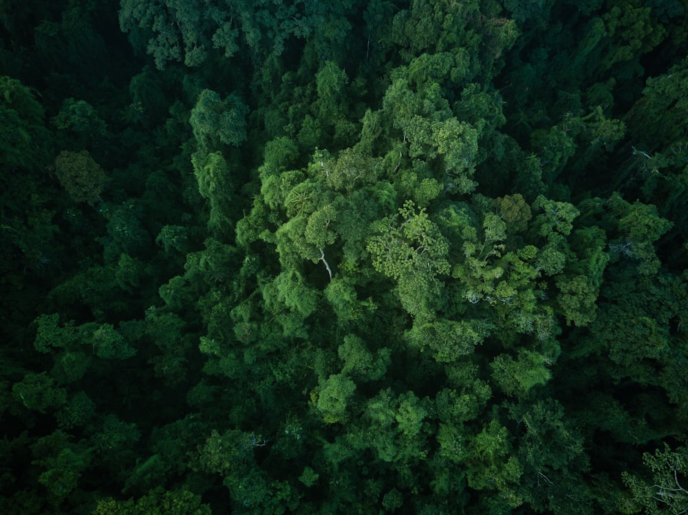 an aerial view of a forest with lots of trees