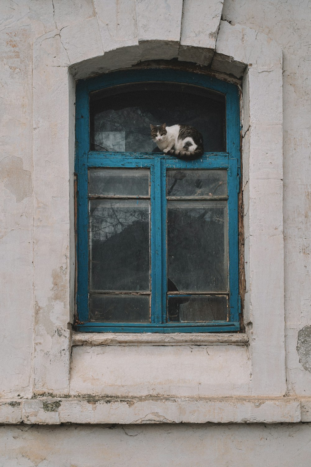 Eine schwarz-weiße Katze sitzt auf einer Fensterbank