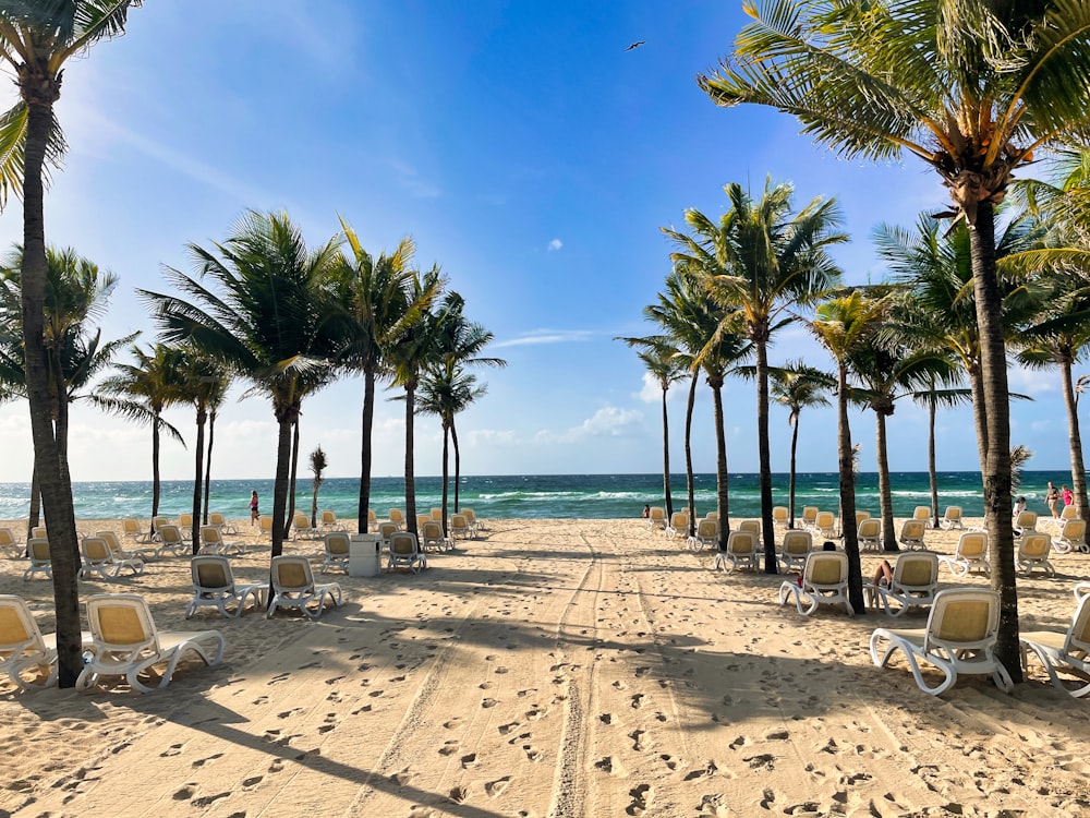 a sandy beach lined with palm trees and lawn chairs