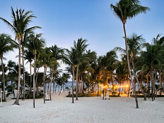 a sandy beach with palm trees and lights