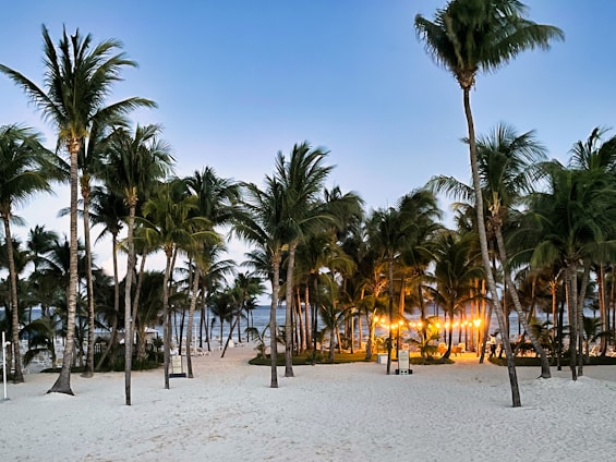 a sandy beach with palm trees and lights