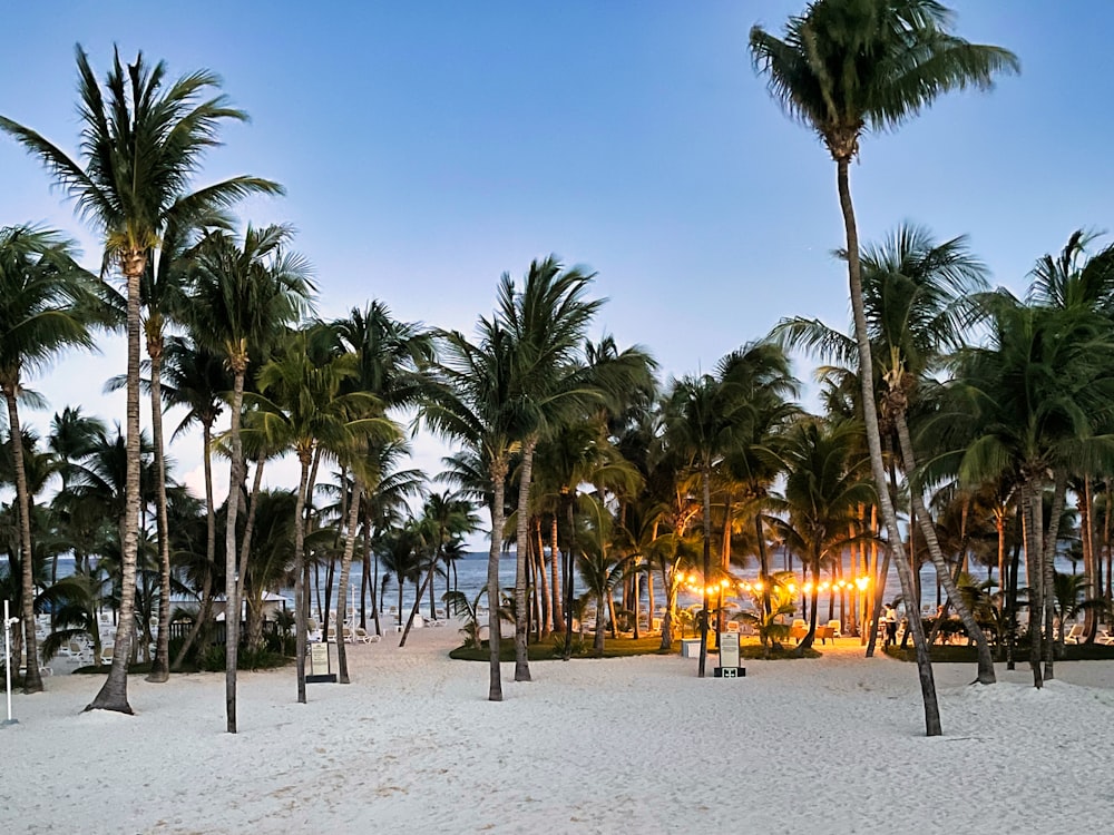 uma praia de areia com palmeiras e luzes