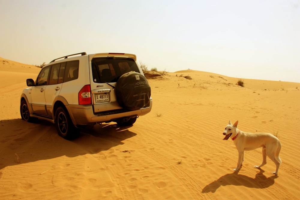 a white dog standing next to a car in the desert
