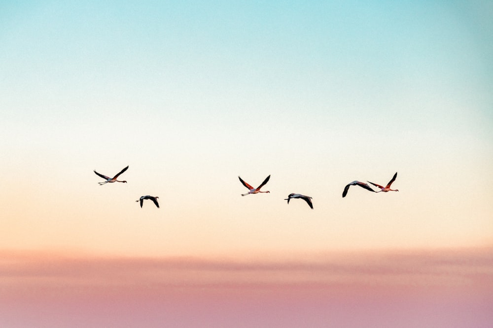 a flock of birds flying in the sky