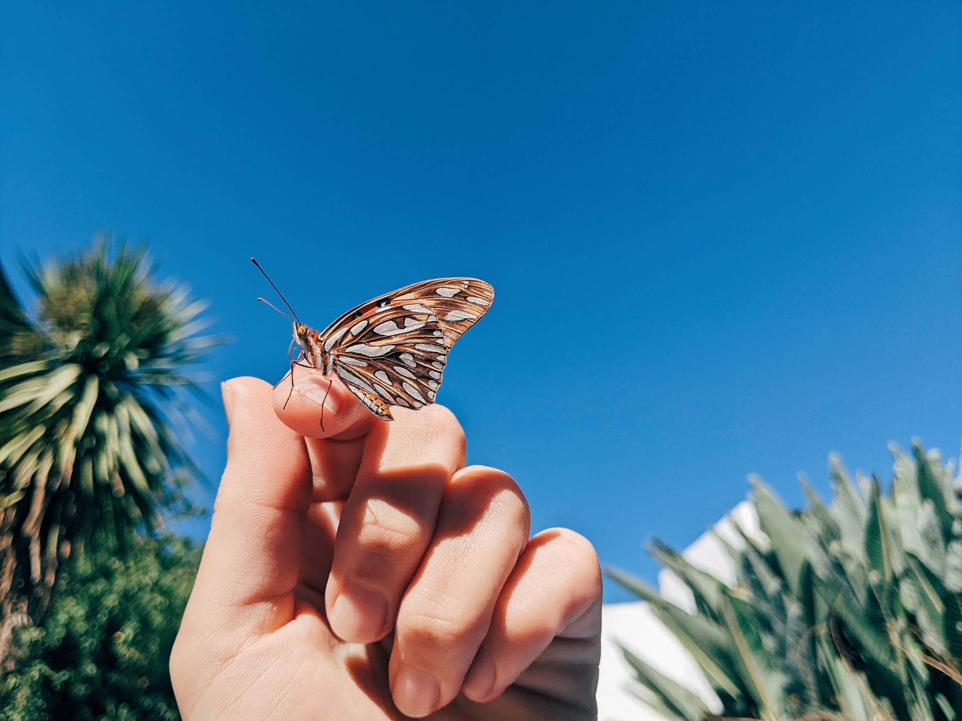 a person holding a butterfly in their hand