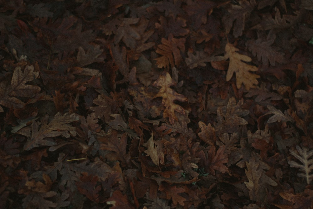 a close up of a bunch of leaves on the ground