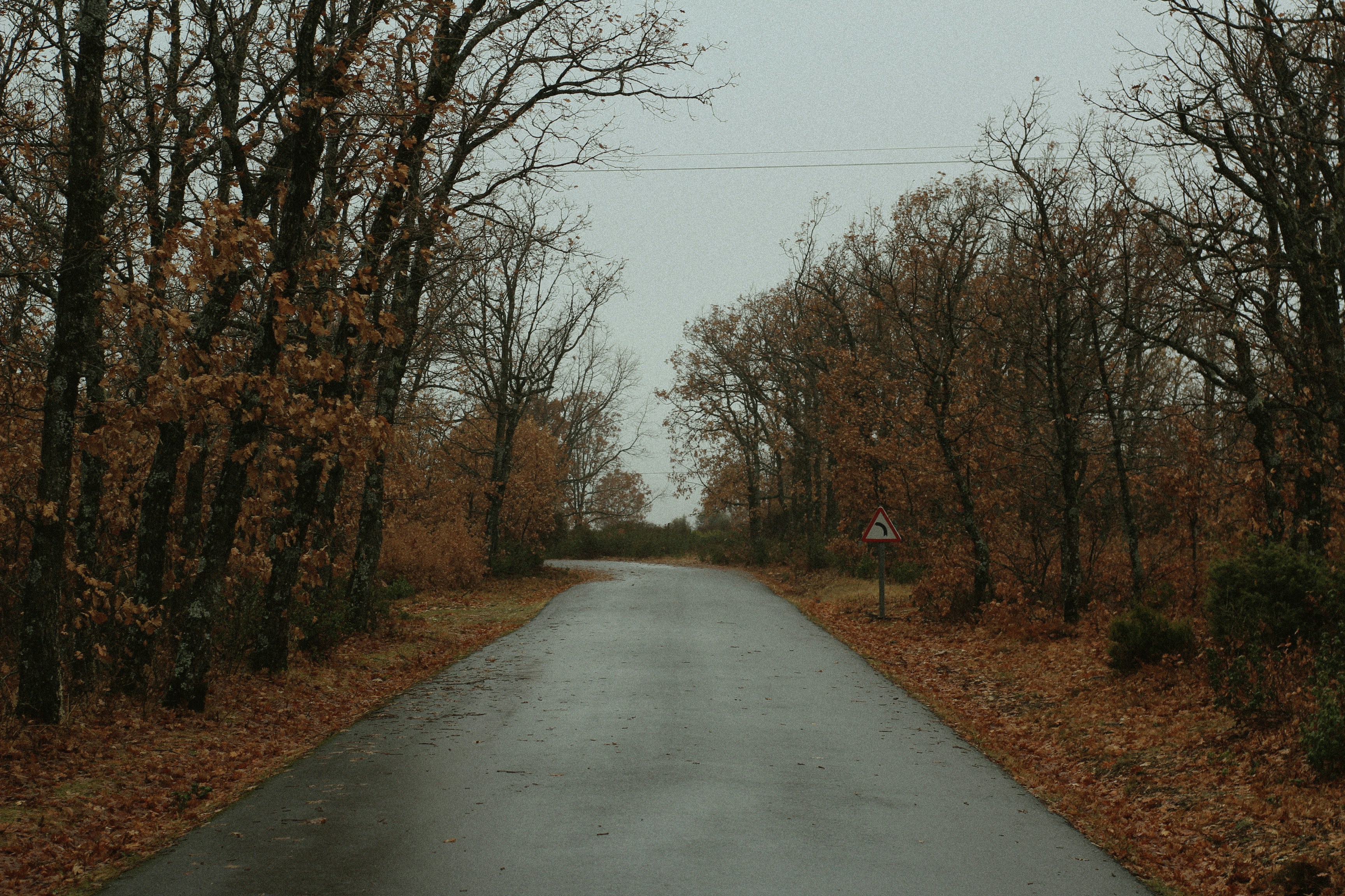 autumn forest road, wallpaper, Autumn Drives: Enjoying Fall Foliage by Car 1