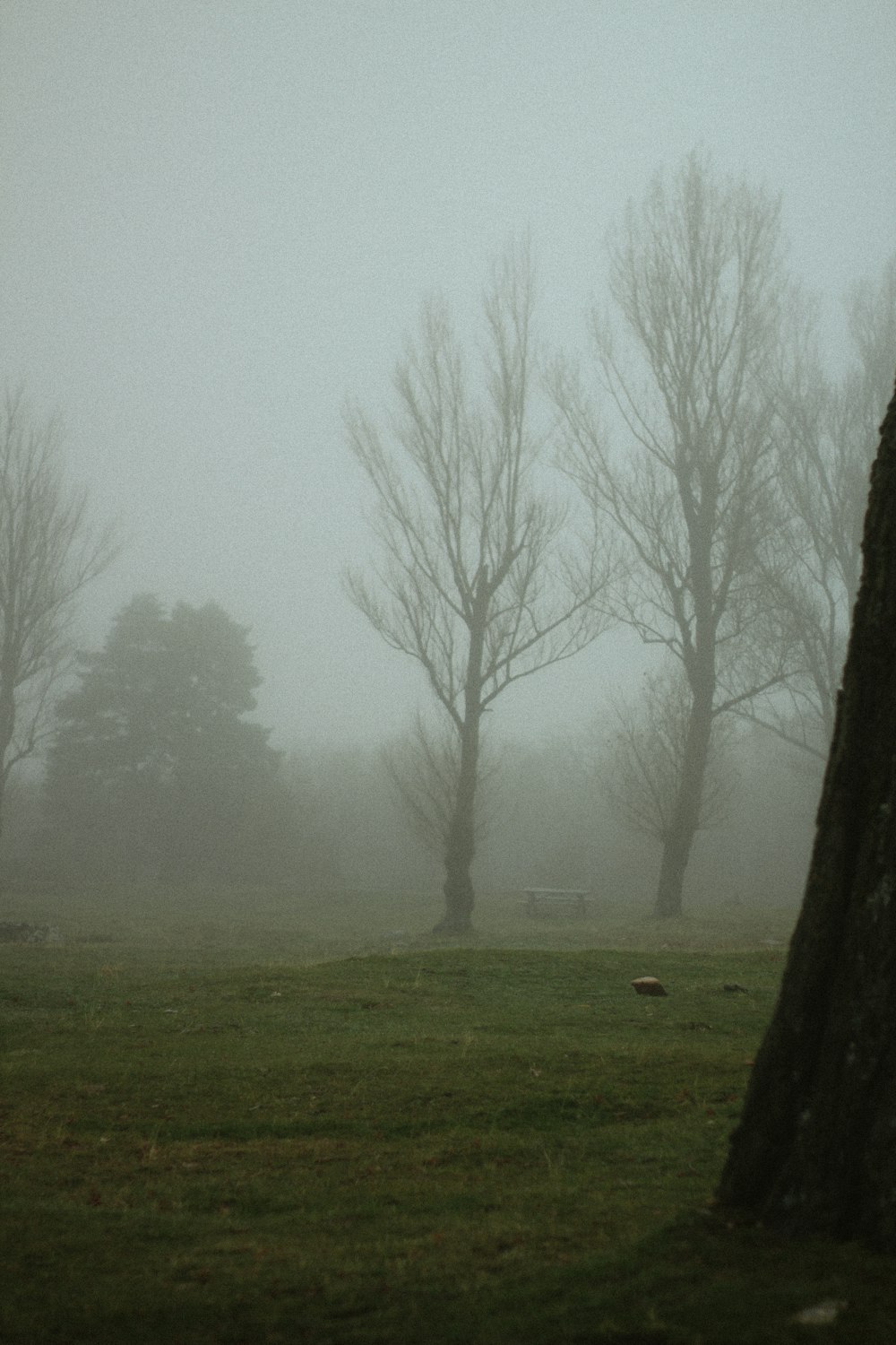 a foggy field with trees in the distance