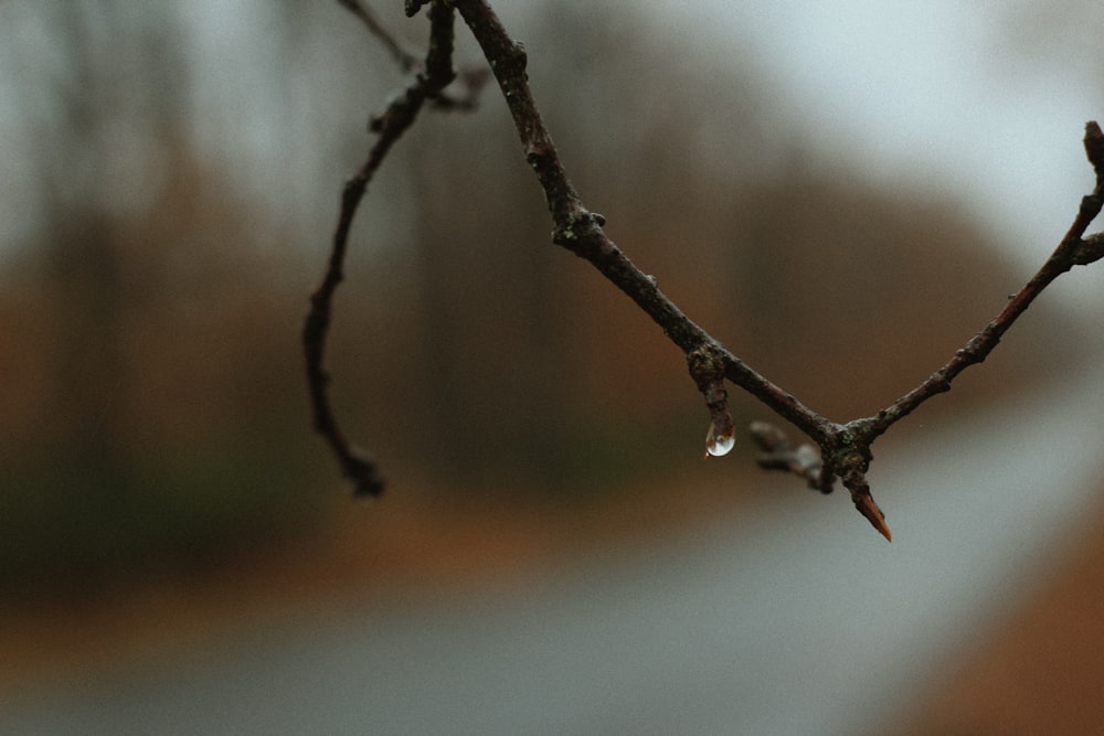 a close up of a tree branch with drops of water on it