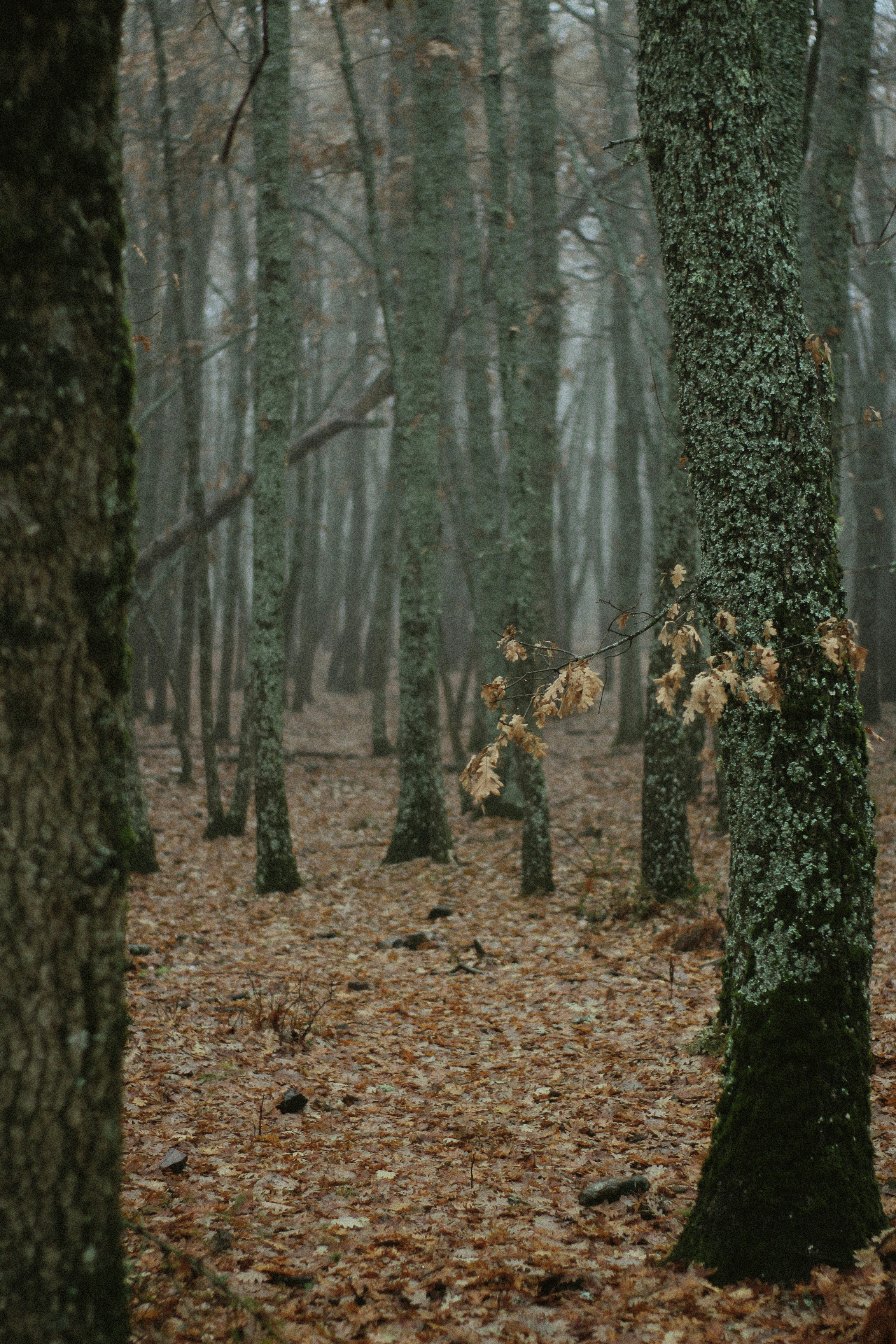 Ein Wald mit vielen Bäumen, die mit Blättern bedeckt sind