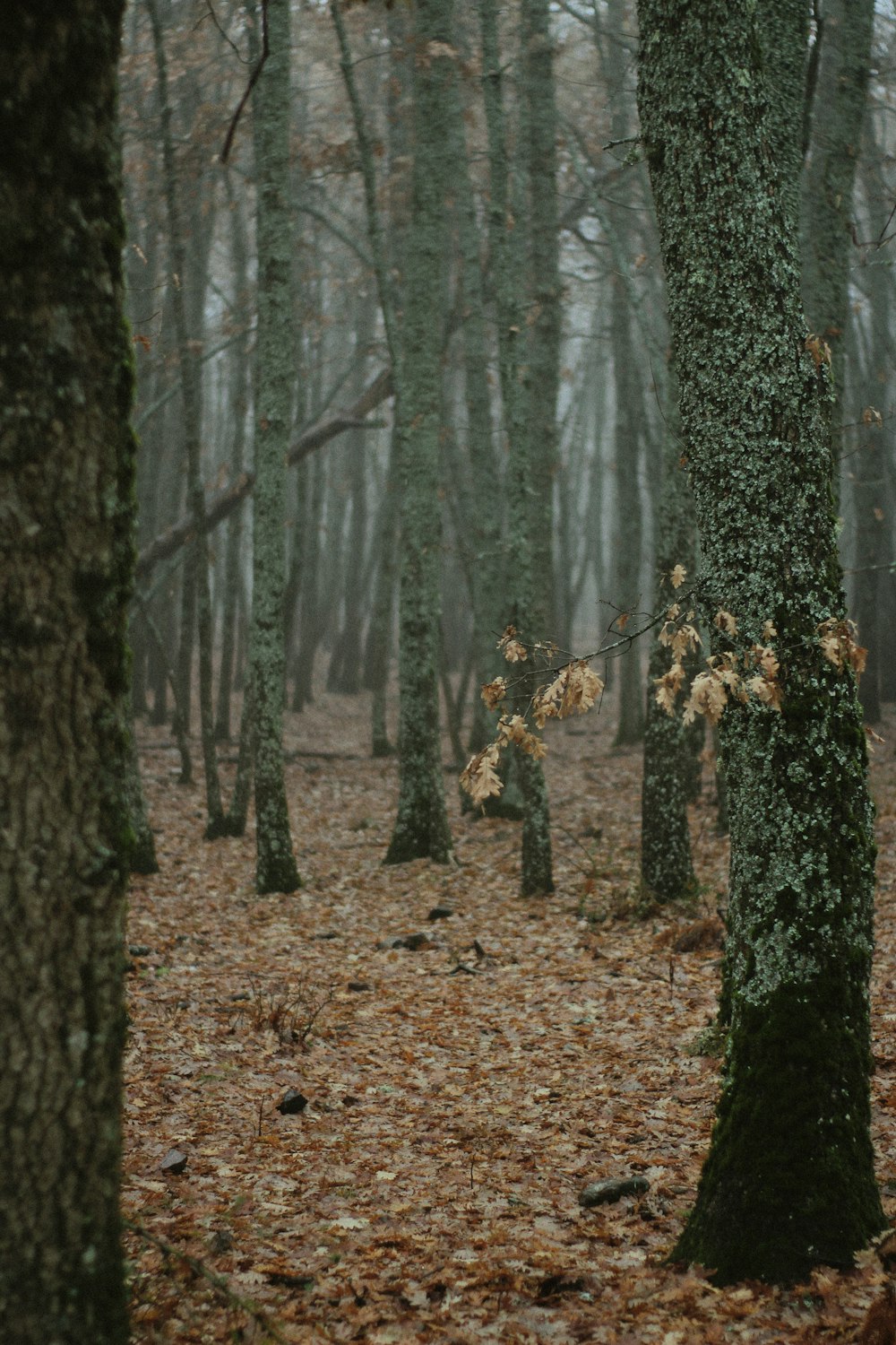 a forest filled with lots of trees covered in leaves