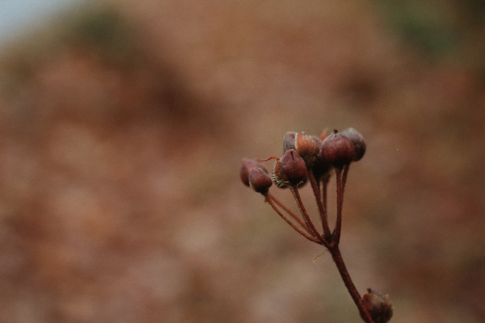 a close up of a flower with a blurry background