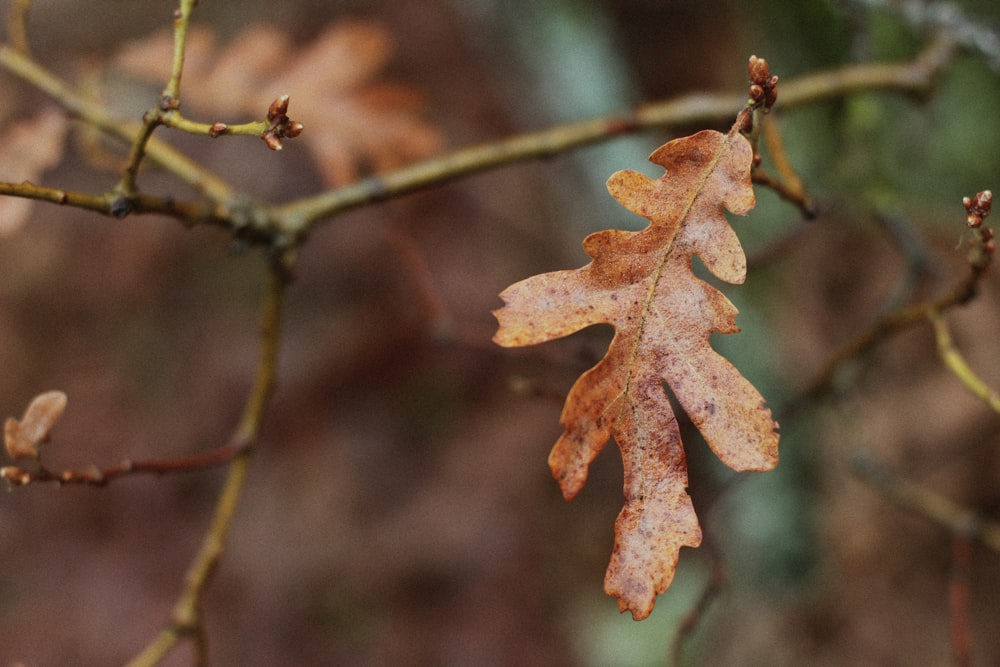 a leaf that is on a tree branch