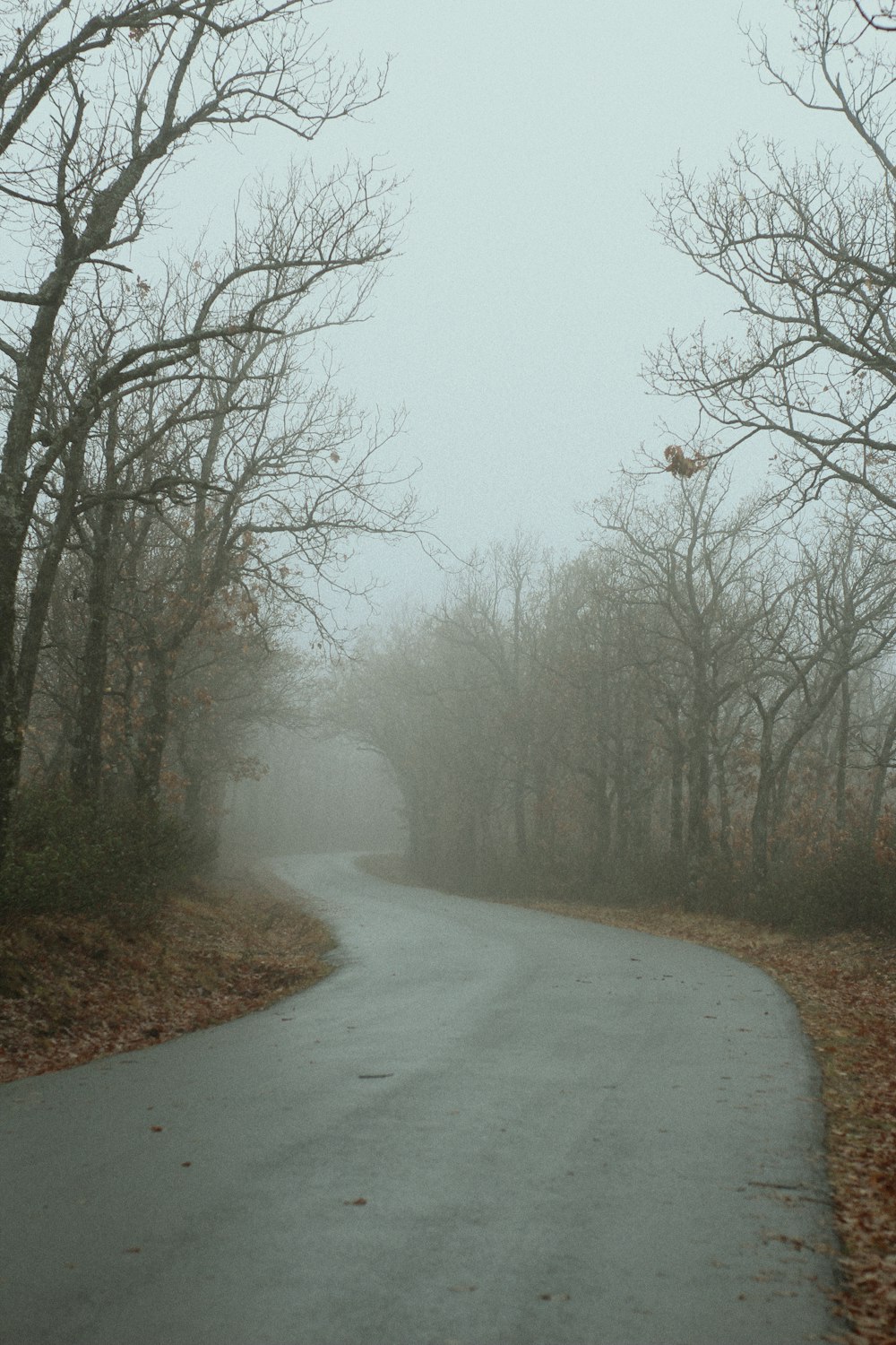 a foggy road in the middle of a forest