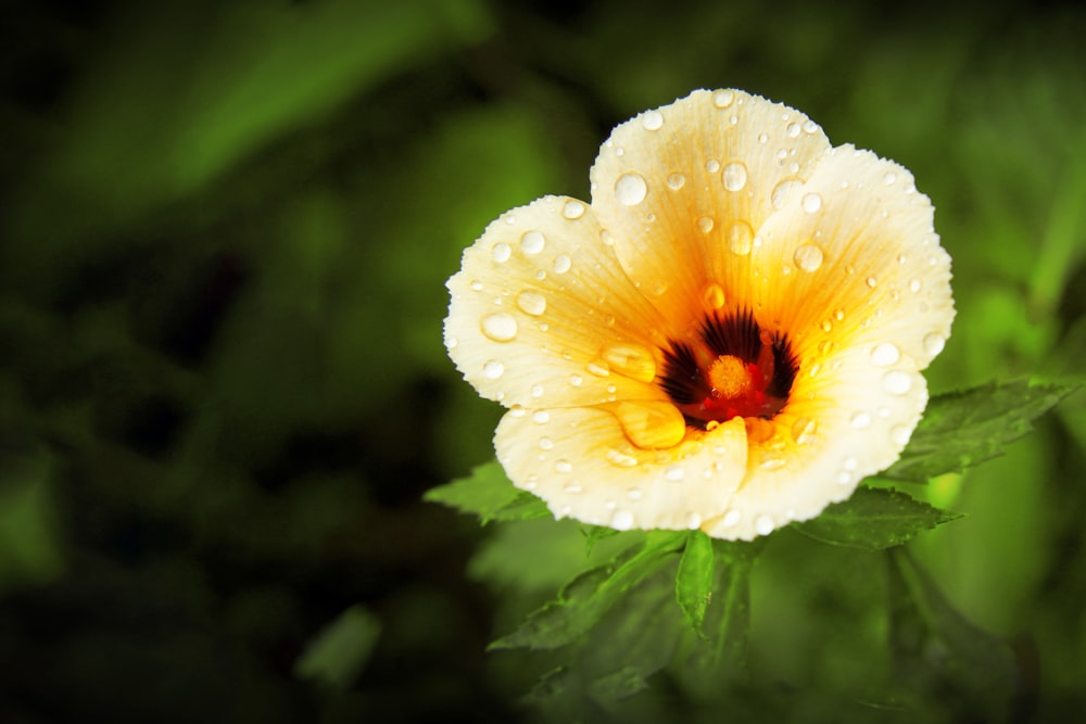 eine gelbe Blume mit Wassertröpfchen darauf