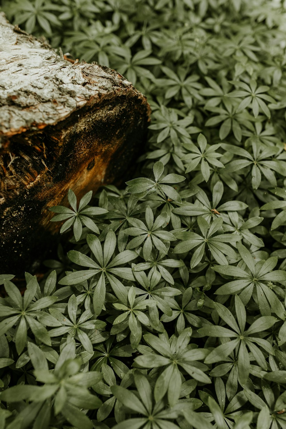 a close up of a bunch of green plants