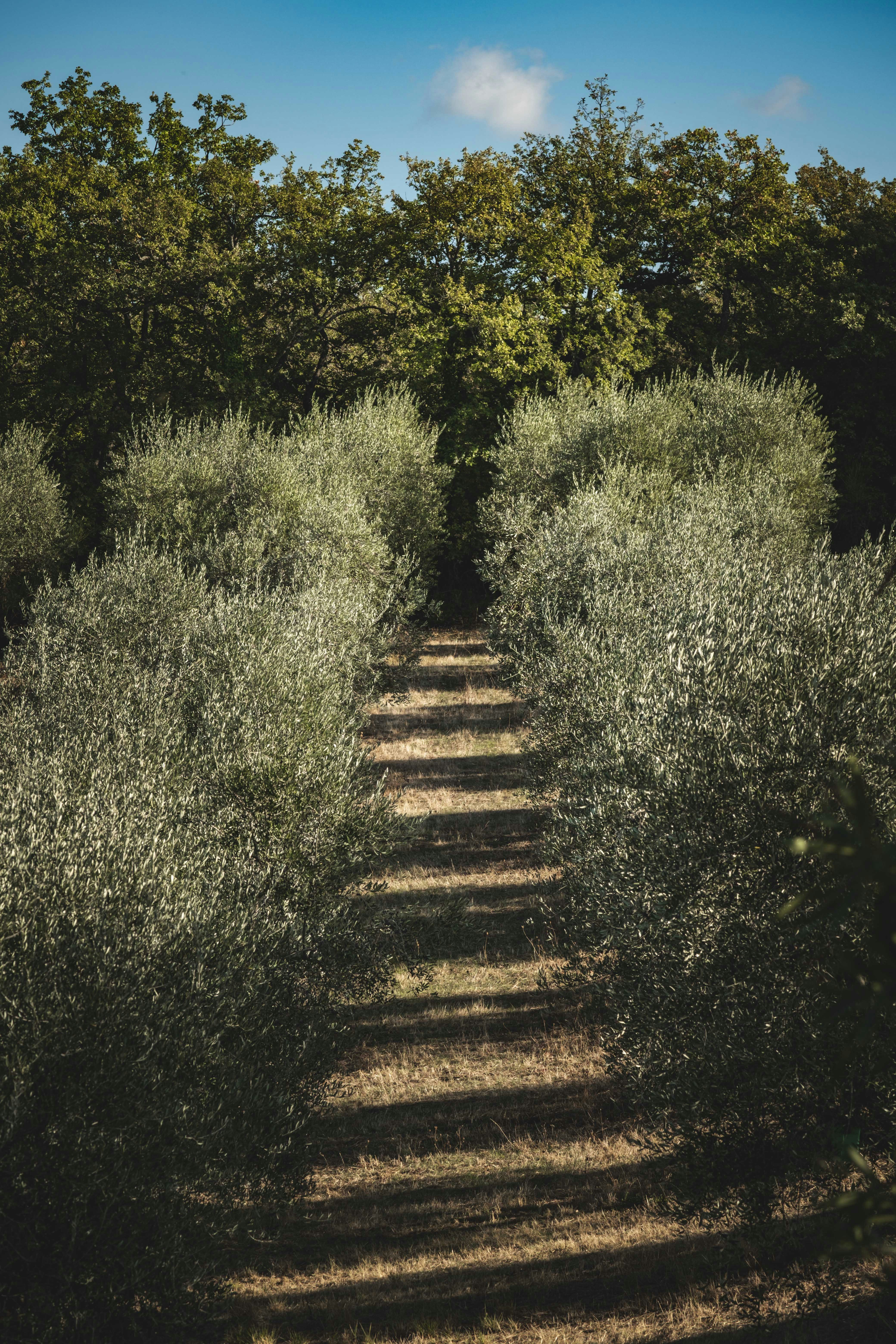 Photo by francesco_ungaro