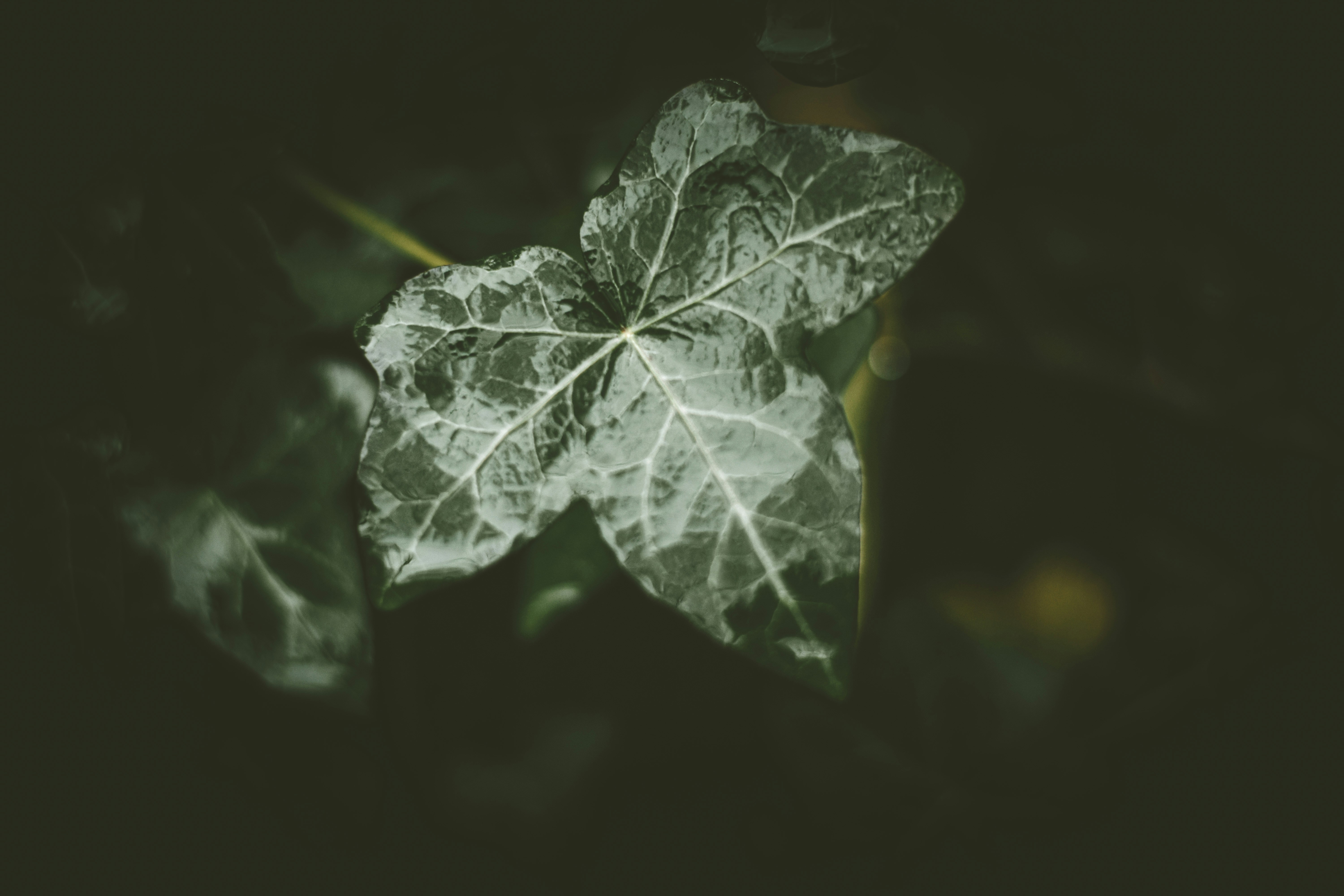 Photo by elliottmason