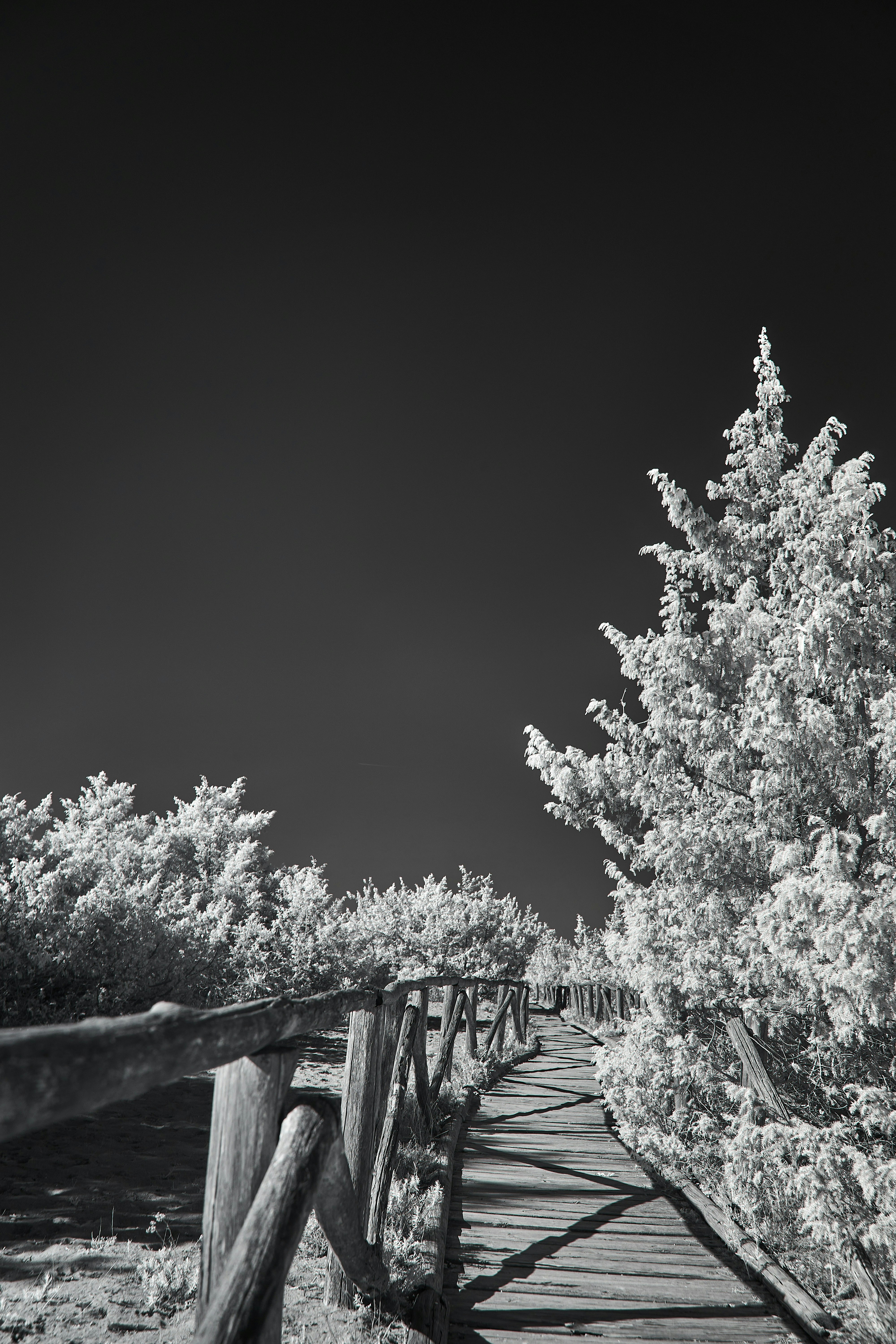 Photo by wolfgang_hasselmann