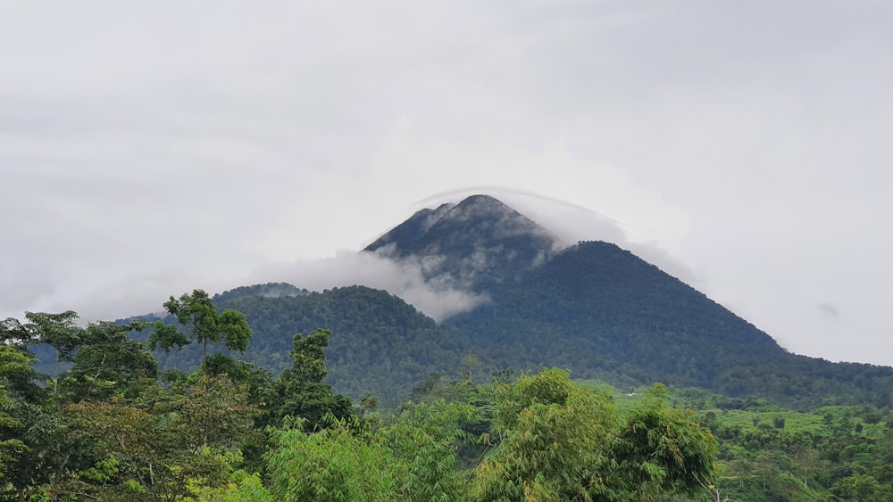 a mountain covered in clouds in the middle of a forest