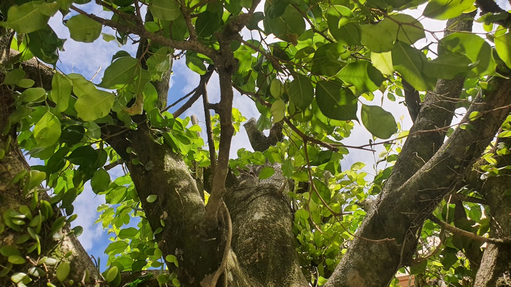 a large tree with lots of green leaves