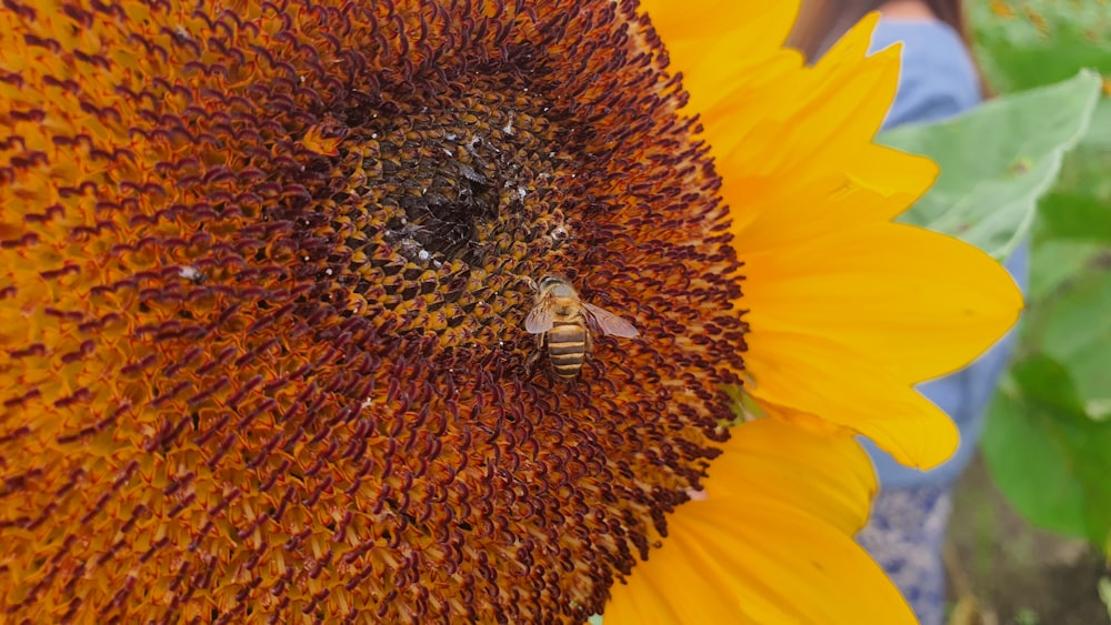 a large sunflower with a bee on it