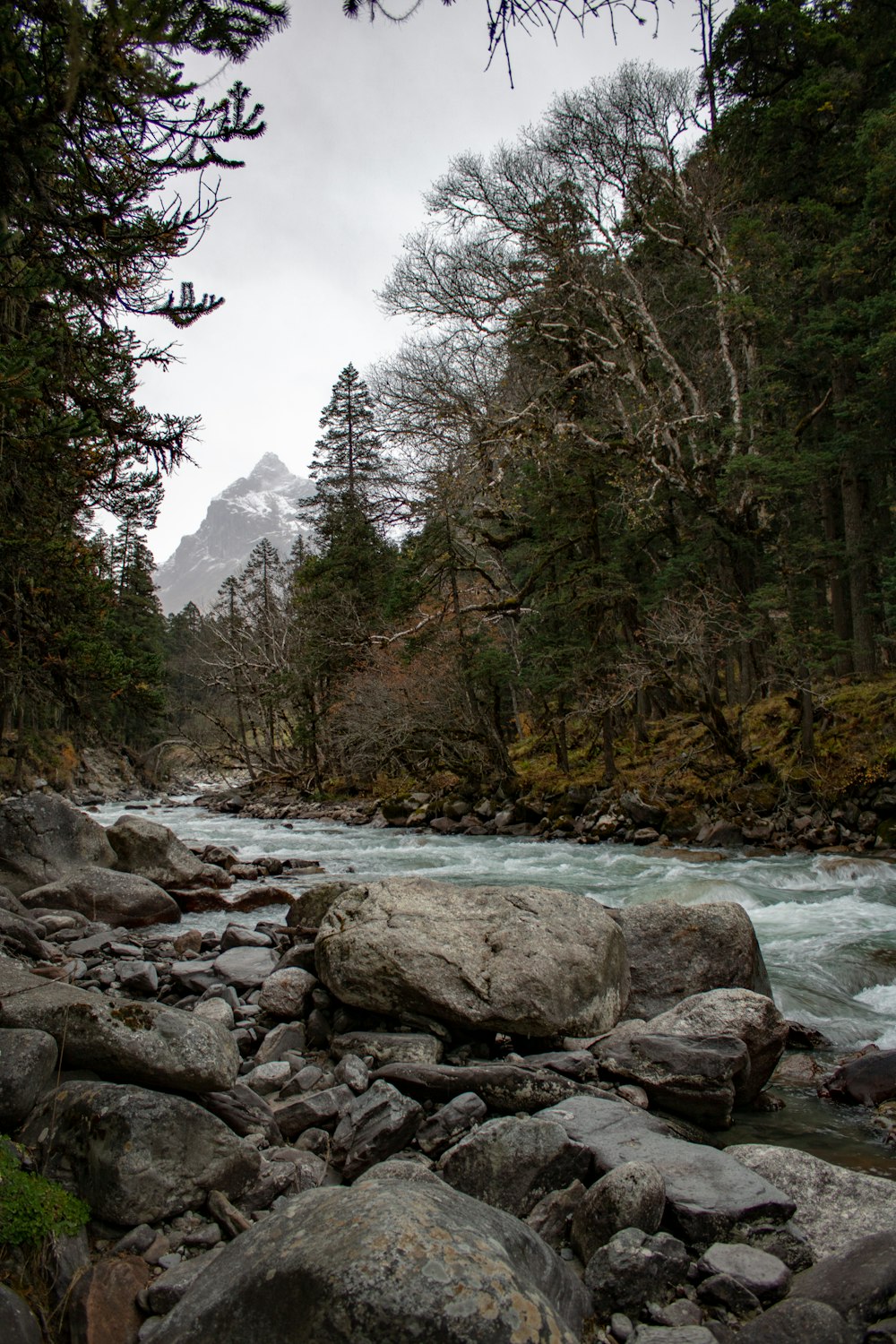 a river running through a forest filled with rocks