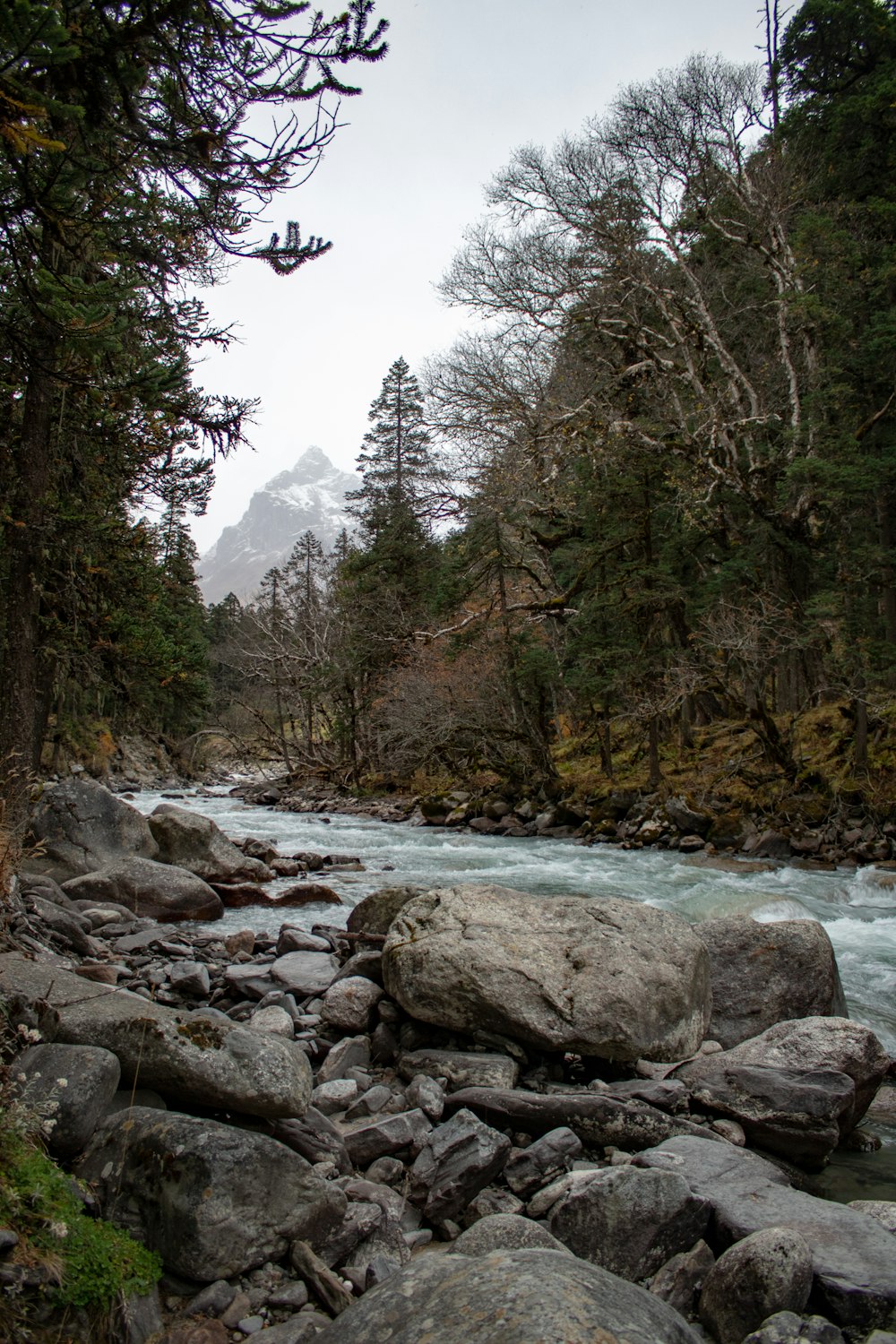 바위로 가득한 숲을 흐르는 강