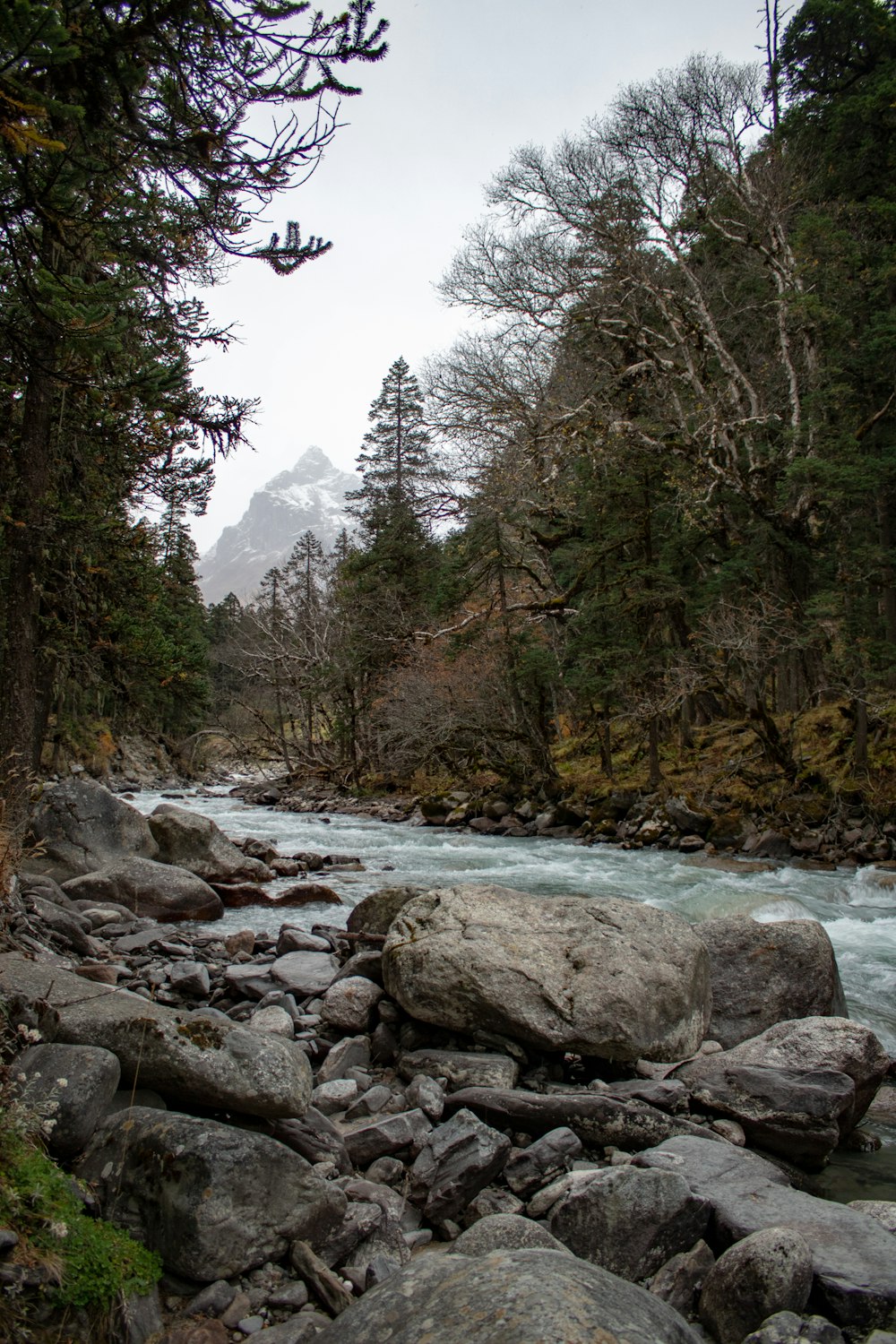 a river running through a forest filled with rocks