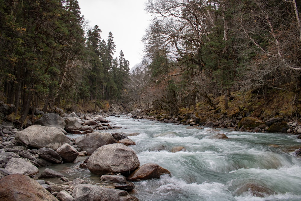 a river running through a forest filled with rocks