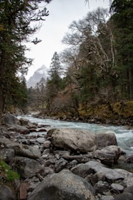 a river running through a forest filled with rocks