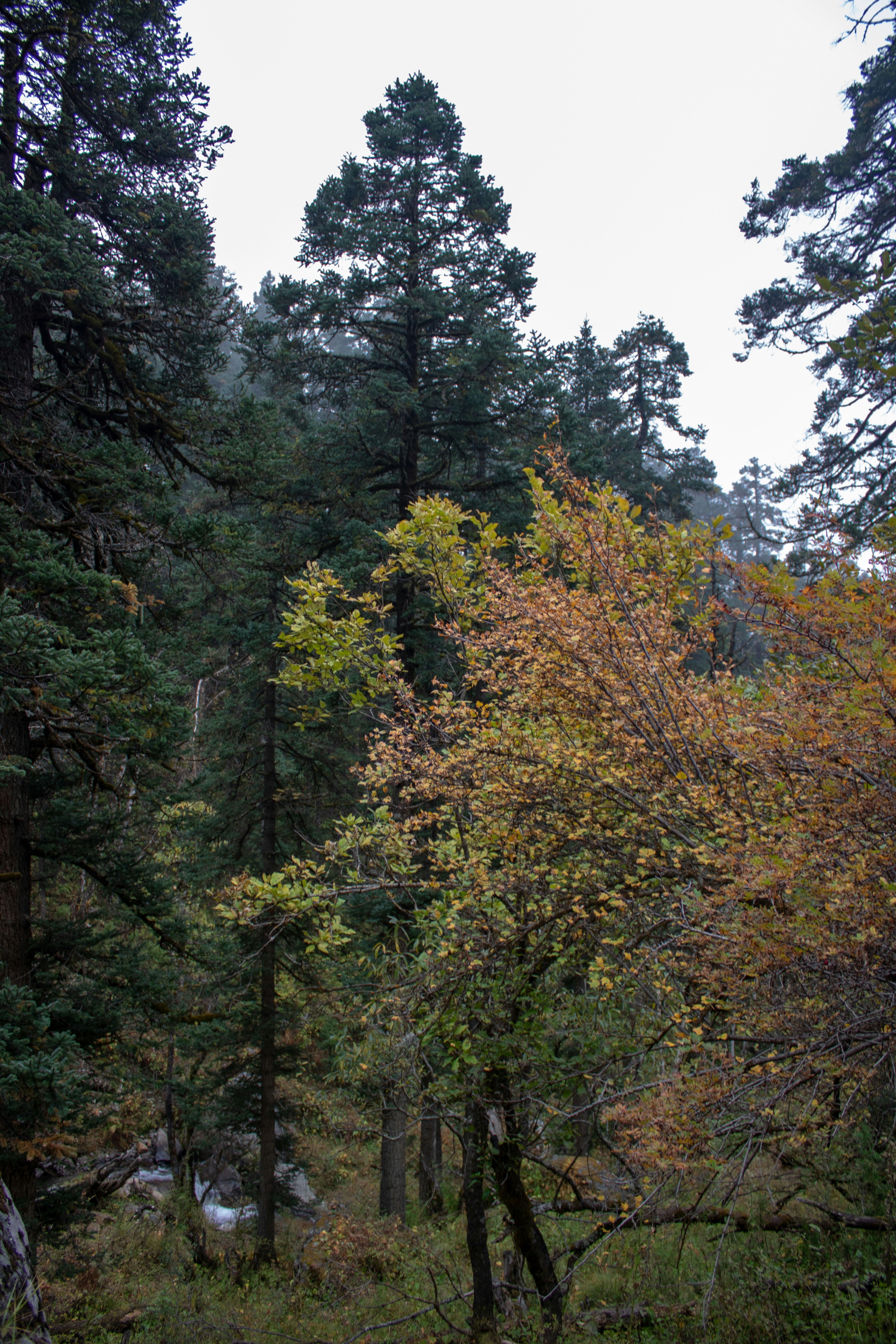 Castlewood Canyon State Park photo 2