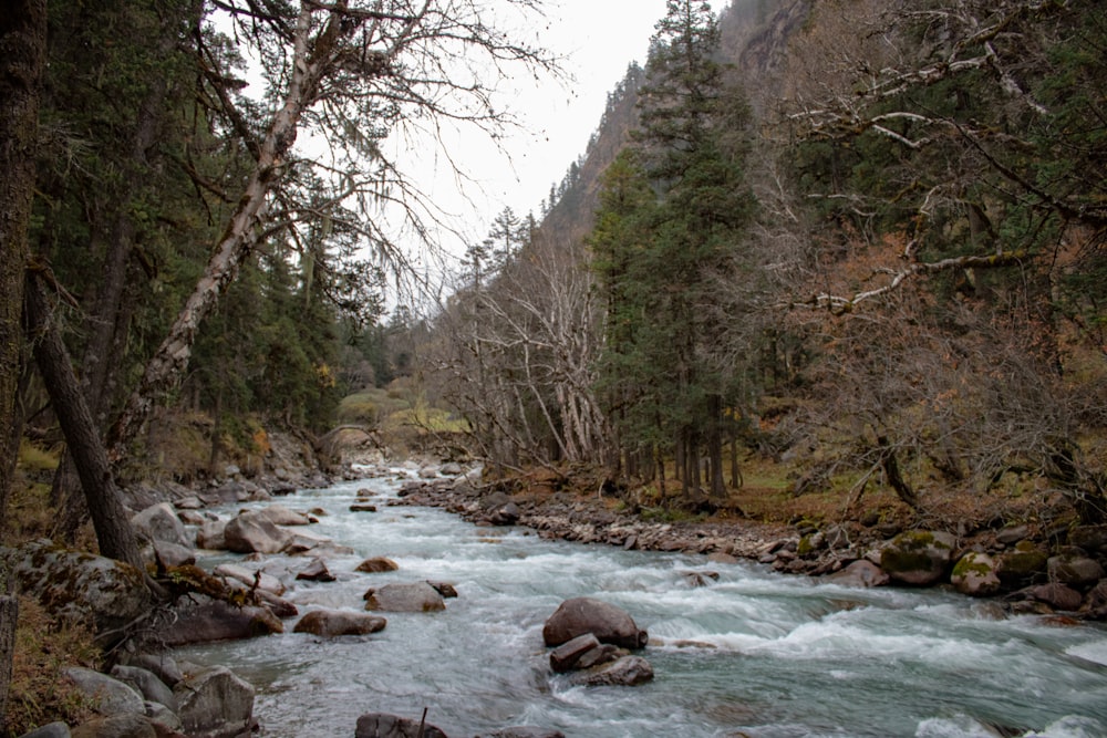 a river running through a forest filled with rocks